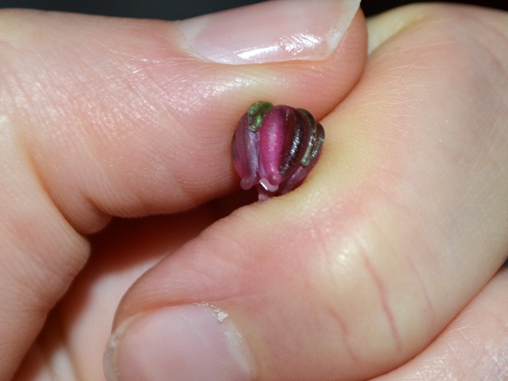 Frosted Pink Yarrow beads, Berry flower beads, Small glass beads, 7mm flower beads, Artisan lampwork